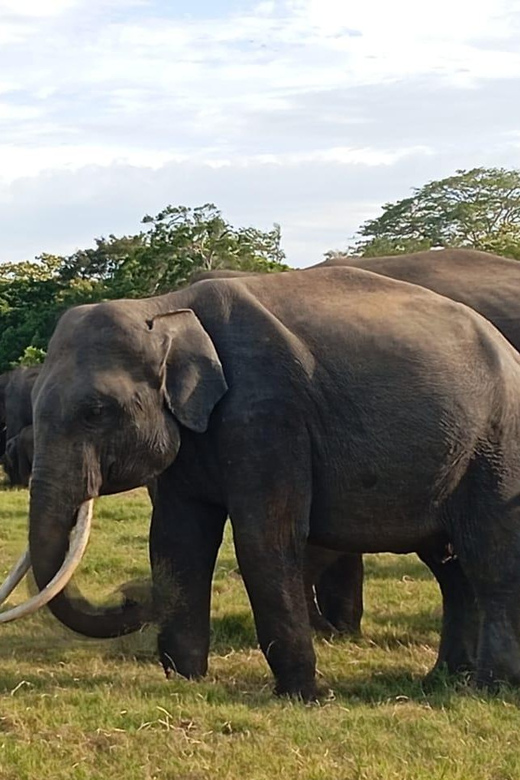 Dambulla/Sigiriya: Minneriya Jeep Safari With Village Tour - Activity Overview