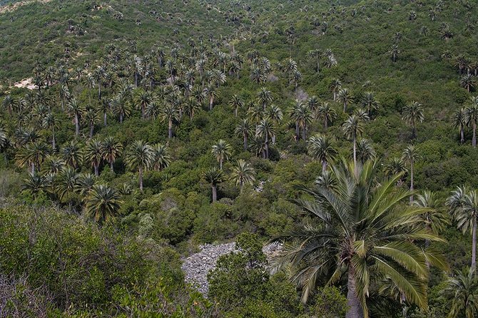 Darwins Route: Traversing the Chilean Palm Forest