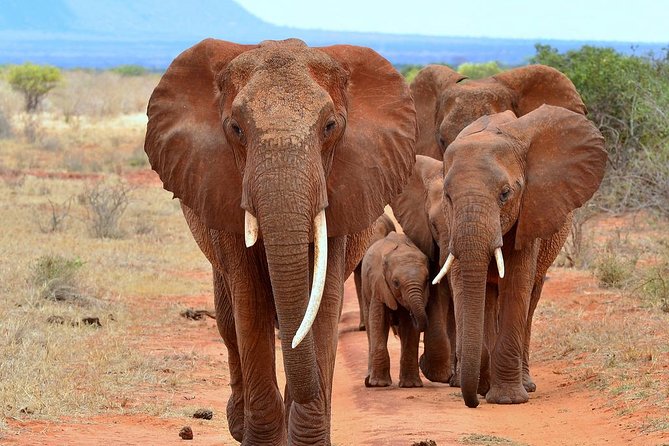 David Sheldrick Elephant Orphanage Half-Day Tour in Nairobi