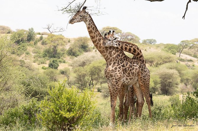 Day 1 Arusha – Lake Manyara National Park