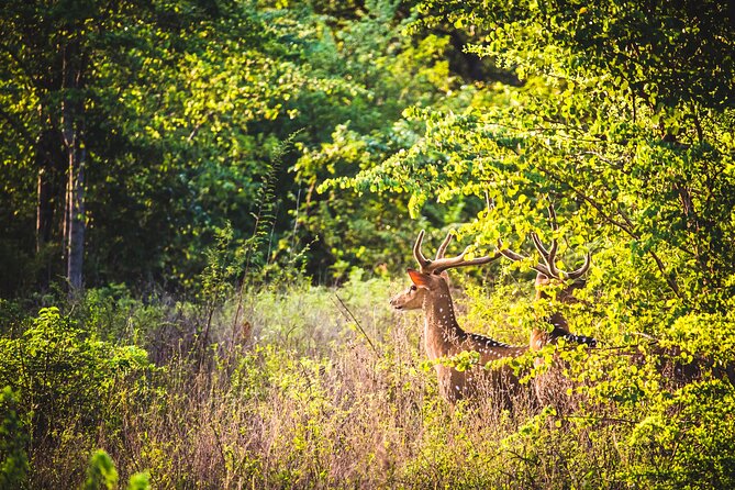 Day Excursion at Udawalawe National Park From Galle