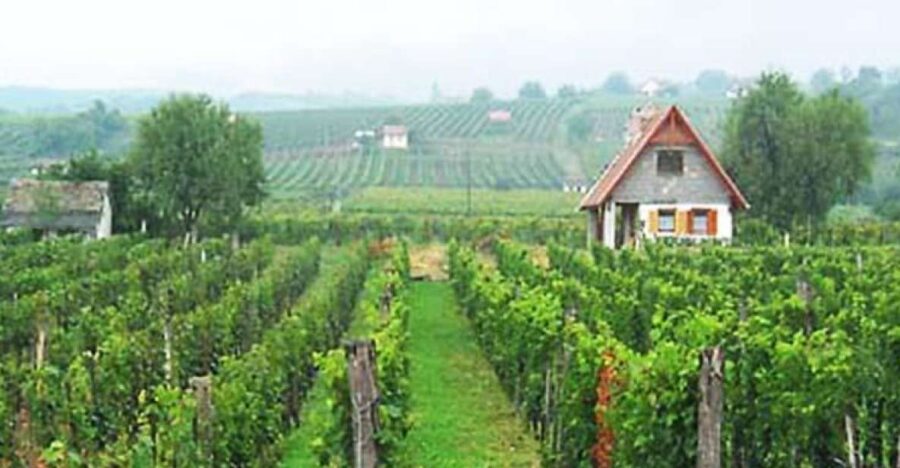 Day Tour of Pécs and Siklós With Villány Wine Tasting