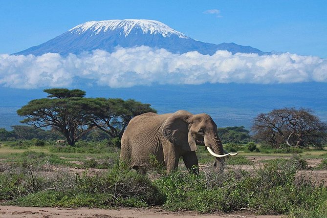Day Tour to Amboseli National Park
