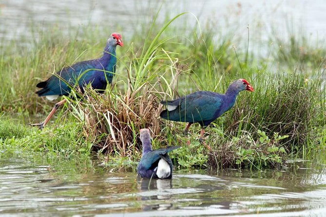 Day Tour to Anawilundawa Wetland Sanctuary