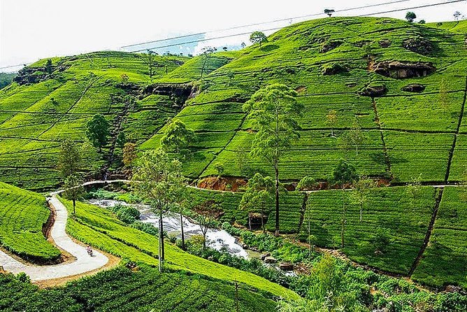Day Tour to Nuwara Eliya From Kandy by Lux Tours Lanka