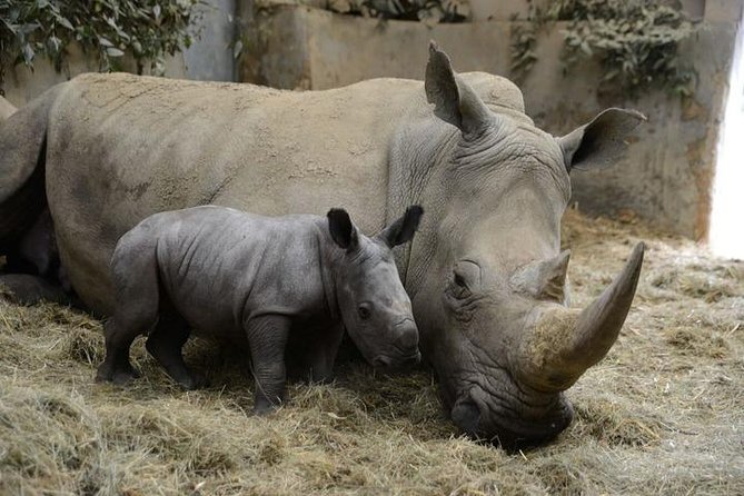 Day Tour to Ol Pejeta Conservancy