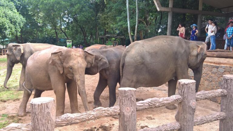 Day Tour to Pinnawala Elephant Orphanage With Indika