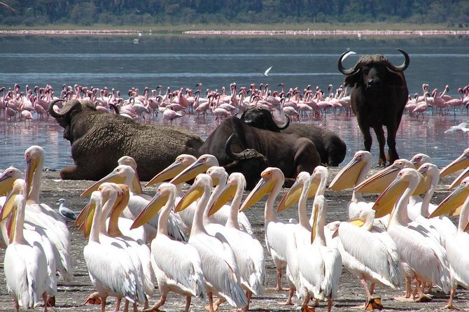 5 Best National Park Tours In Maasai Mara National Reserve
