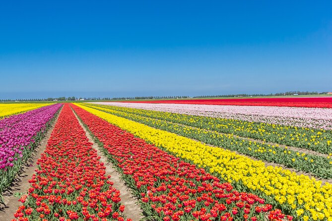 Day Trip to Famous Tulip Route in Noordoostpolder From Amsterdam ...