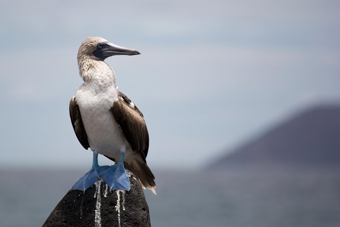 Day Trip to North Seymour Island From Puerto Ayora - Overview of the Day Trip