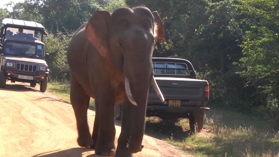 Day With Elephants at Udawalawe National Park & Transit Camp - Wildlife Experience