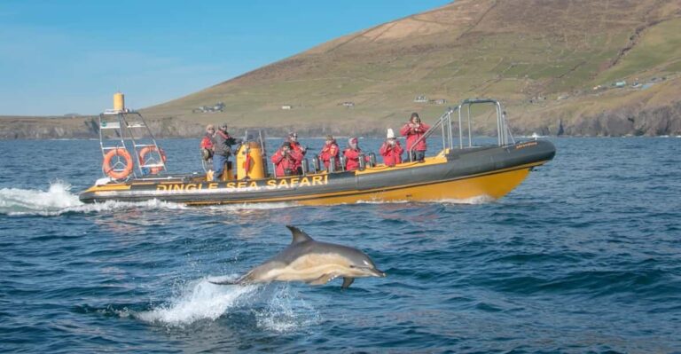 Dingle: Sea Safari by RIB Boat