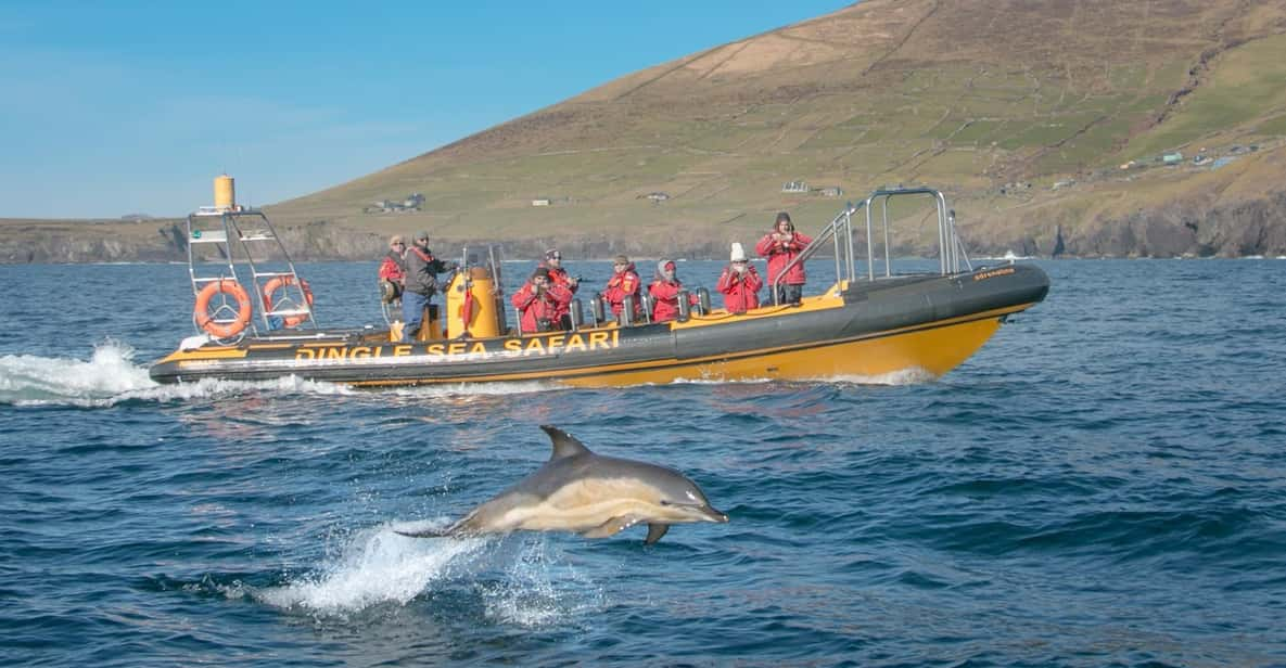 Dingle: Sea Safari by RIB Boat - Activity Overview