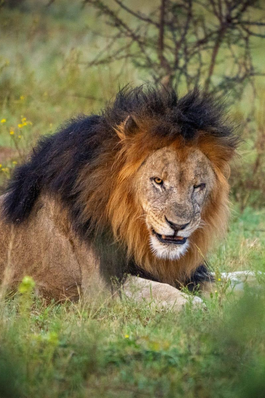 DINOKENG GAME RESERVE BIG 5 GAME DRIVE