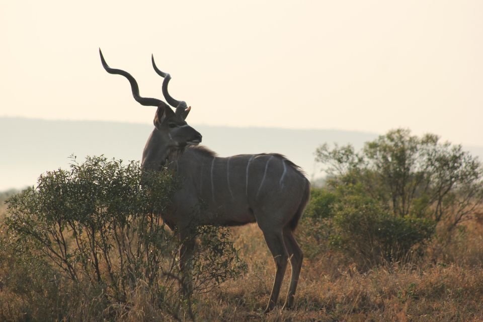 Dinokeng Game Reserve Halfday Safari - Morning Walking Safari Option