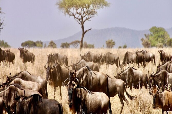 Discover Our Best Guide for 1-Day Serengeti Safari From Mwanza