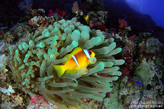 Discover Scuba Diving Sharm El Sheikh