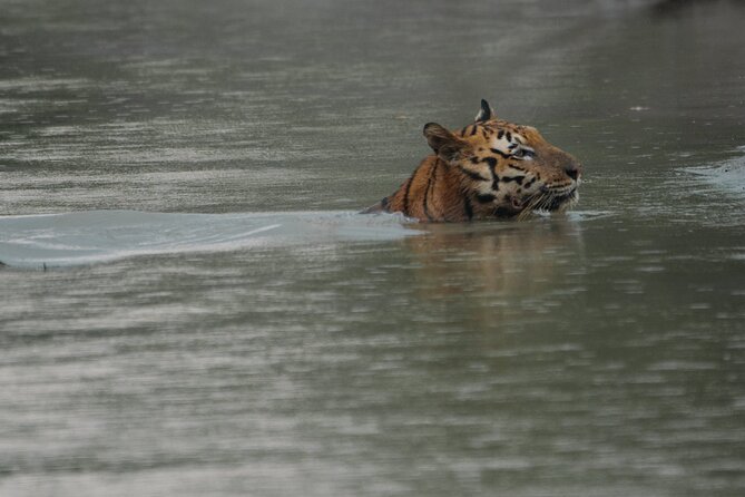 Discover Sundarbans Wildlife in Mangroves Same Day From Kolkata - Itinerary Highlights