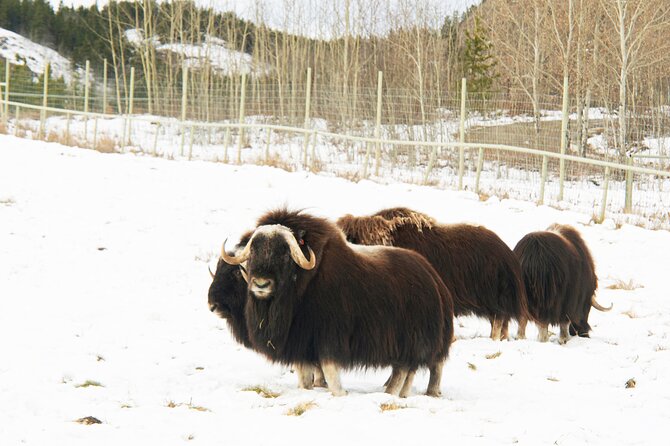 Discover Whitehorse With Northern Lights and Yukon Wildlife Tour