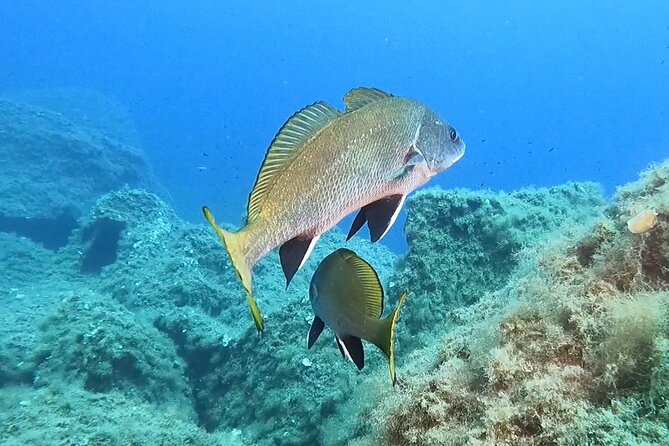 Diving Baptism With Cylinders (Introdive) at the Capo Carbonara Marine Protected Area