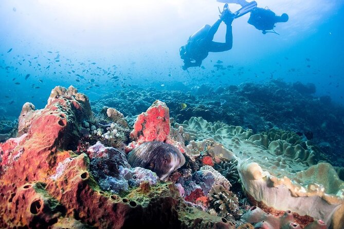 Diving With Manta Ray at Nusa Penida