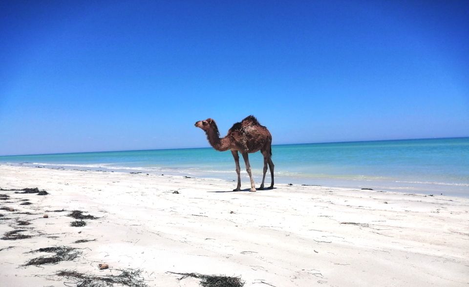 Djerba: Guided Camel Ride With Blue Lagoon Visit - Camel Ride Experience