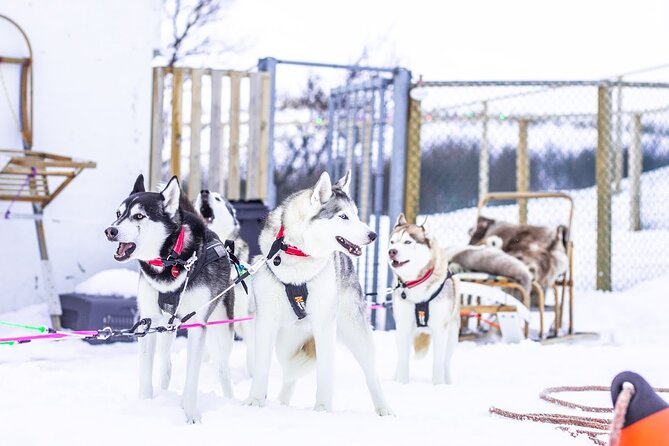 Dogsledding, Near Akureyri