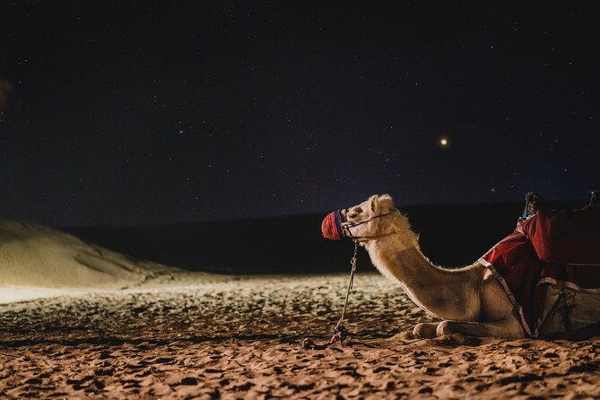 Doha : Night Desert Safari | Transit Safari | Camel Ride | Dune Bashing - Overview of Night Desert Safari