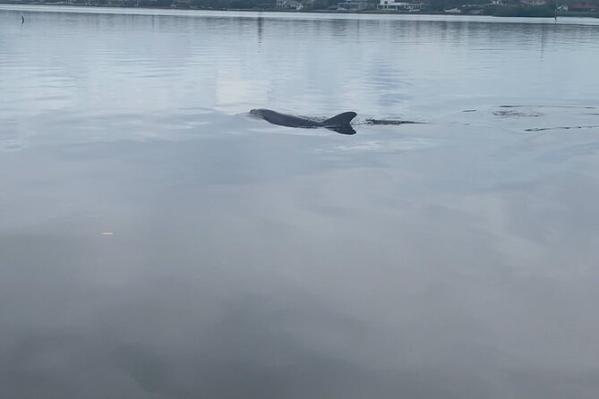 Dolphin and Manatee Tour of Marco Island by Kayak or SUP