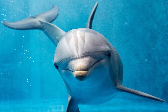 Dolphin House By Private Speed Boat & Drinks & Transfer-Hurghada