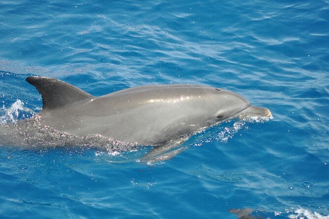 Dolphin Tour & Banana Boat Fun With Snorkeling From Hurghada
