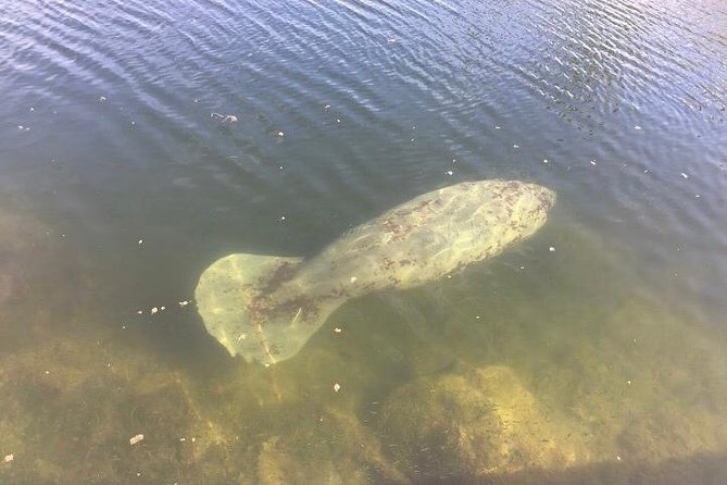 Dolphin Tours Along and Near the Beautiful Indian River Lagoon