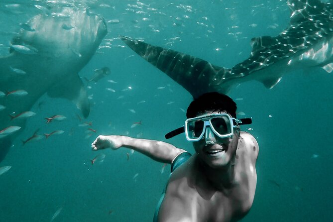 Dolphin Watching & Snorkeling