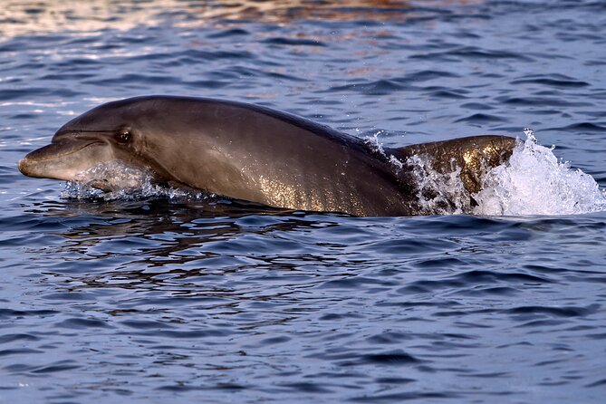 Dolphin Watching Sunset Boat Trip in Pula With Dinner