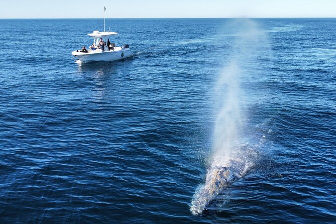 Dolphin & Whale Watching