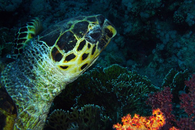 DSD Discover Scuba Diving (Min Age 10 Years)