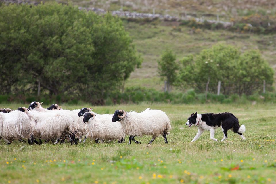 Dublin: Kilkenny, Wicklow & Glendalough Tour & Sheepdog Show - Tour Overview