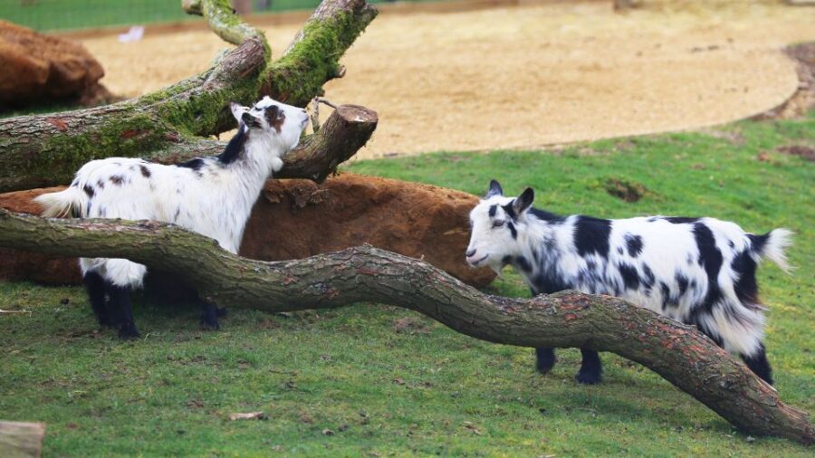 Dunstable: Whipsnade Zoo Full-Day Entrance Ticket