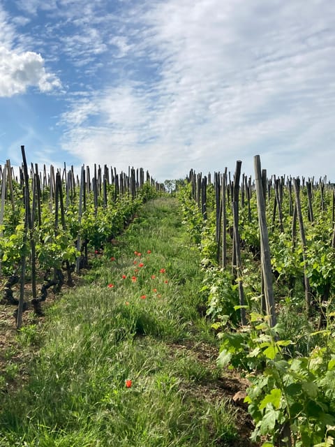 17 Best Wine Tours In France