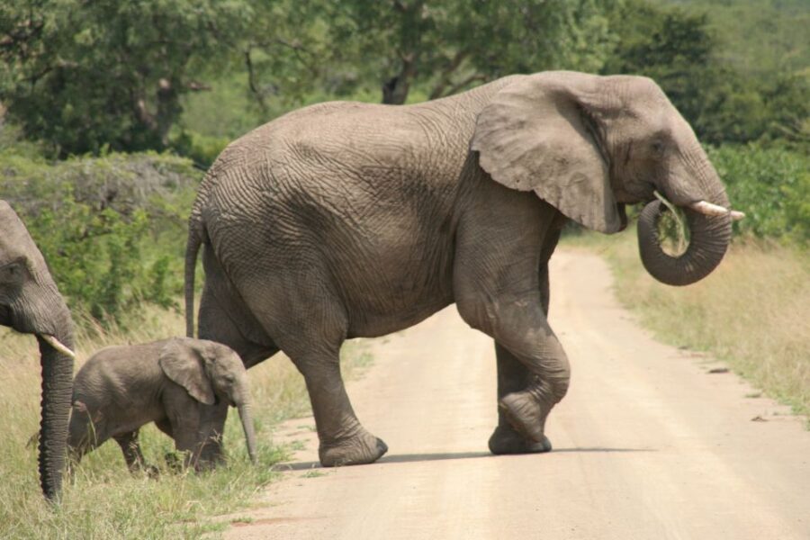 Durban: Hluhluwe Imfolozi Safari & Isimangaliso Tour