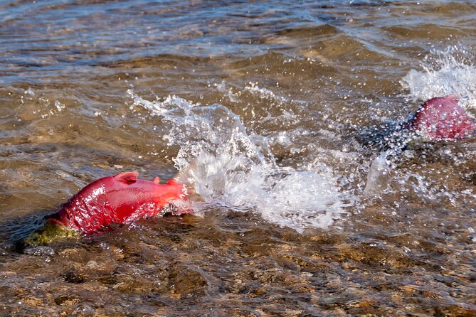 E-Bike Salmon Adventure