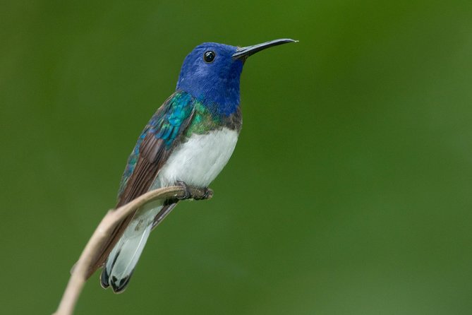 Early Bird Watching Tour