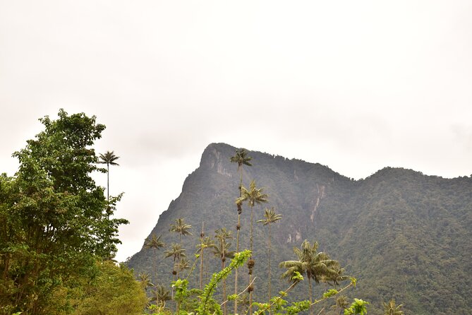 Easy Walk to Finca La Montaña and Short Tour in Salento - Tour Overview and Experience