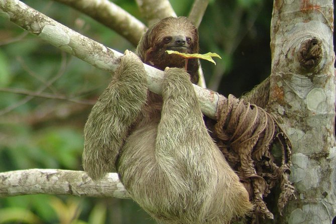 Ecogarden Arenal Sloth Tour - Immersive Ecological Experience