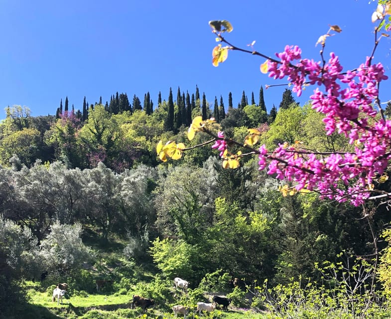 Electric Bicycle Tour in Lefkada (Tailor-made ) - Tour Overview and Pricing