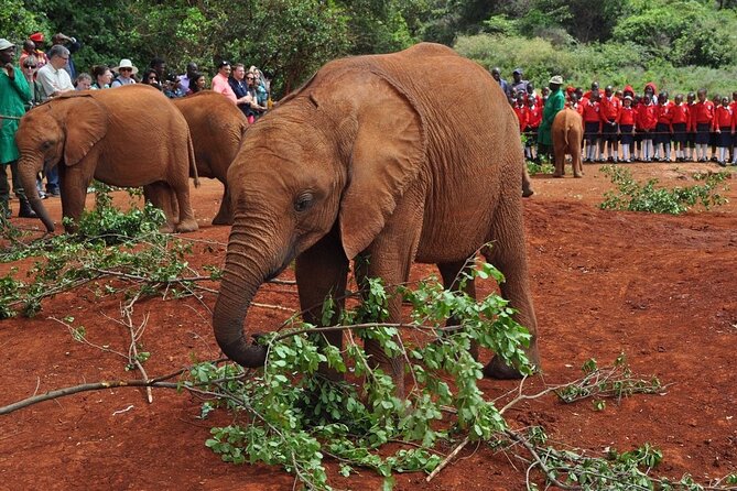 Elephant Orphanage and Giraffe Center Day Tour in Nairobi