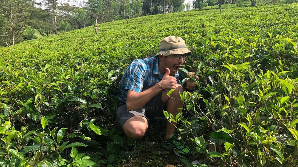 Ella Day Tour: With Tea Factory Visit From Colombo/ Negombo - Tour Overview and Pricing