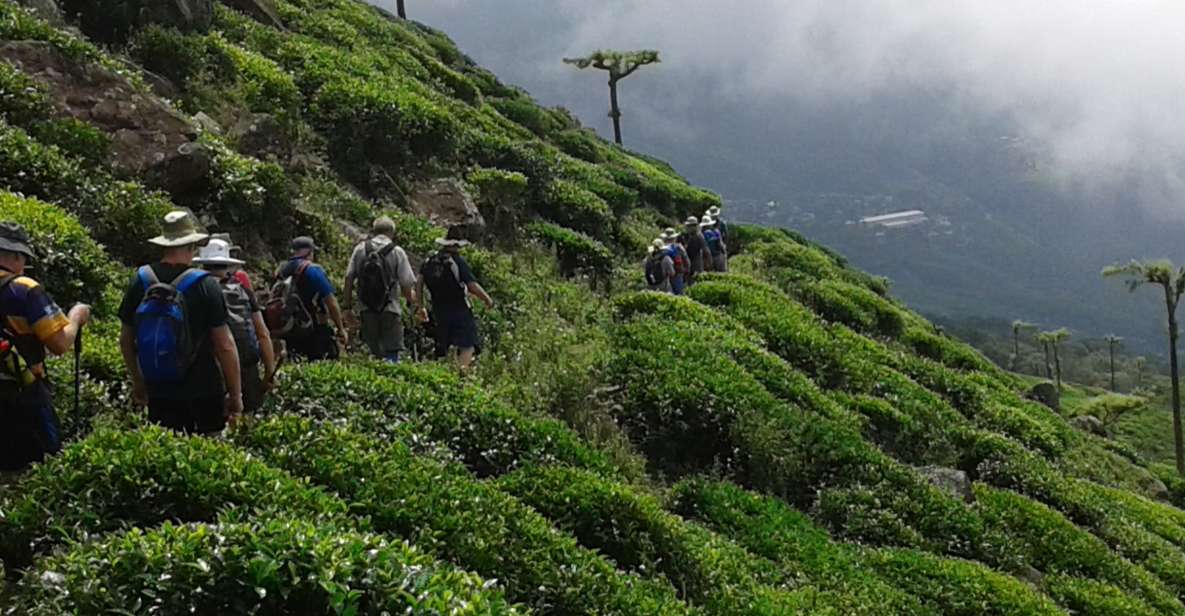 Ella: Trekking Through Sri Lankan Tea Plantation & Picnic - Tour Overview