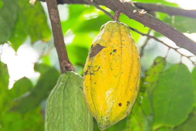 Escape Accra City to Aburi Gardens and Tetteh Quarshie Cocoa Farms - Discovering Cocoa at Tetteh Quarshie