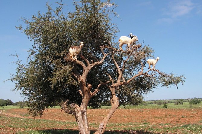 Essaouira Full-Day Trip From Marrakech - Essaouira Attractions